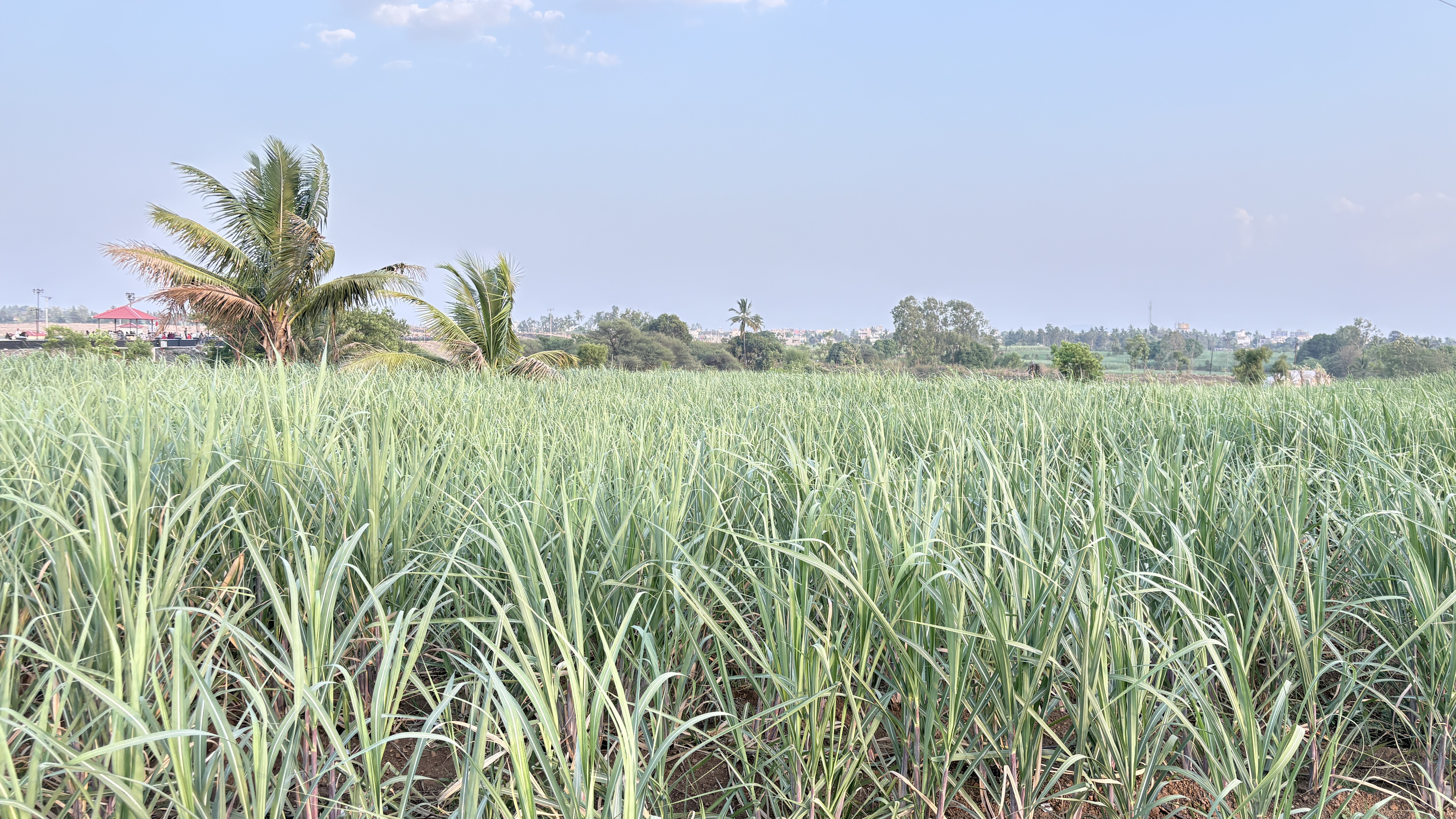 A lush green sugarcane field with tall stalks under a clear blue sky, bordered by palm trees and distant trees on the horizon.