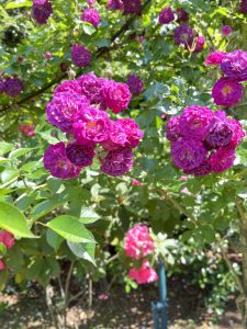 A vibrant cluster of deep pink roses stands out among lush green leaves, with sunlight illuminating their rich colors. In the background, more roses are visible, creating a picturesque floral scene filled with varying shades of pink.