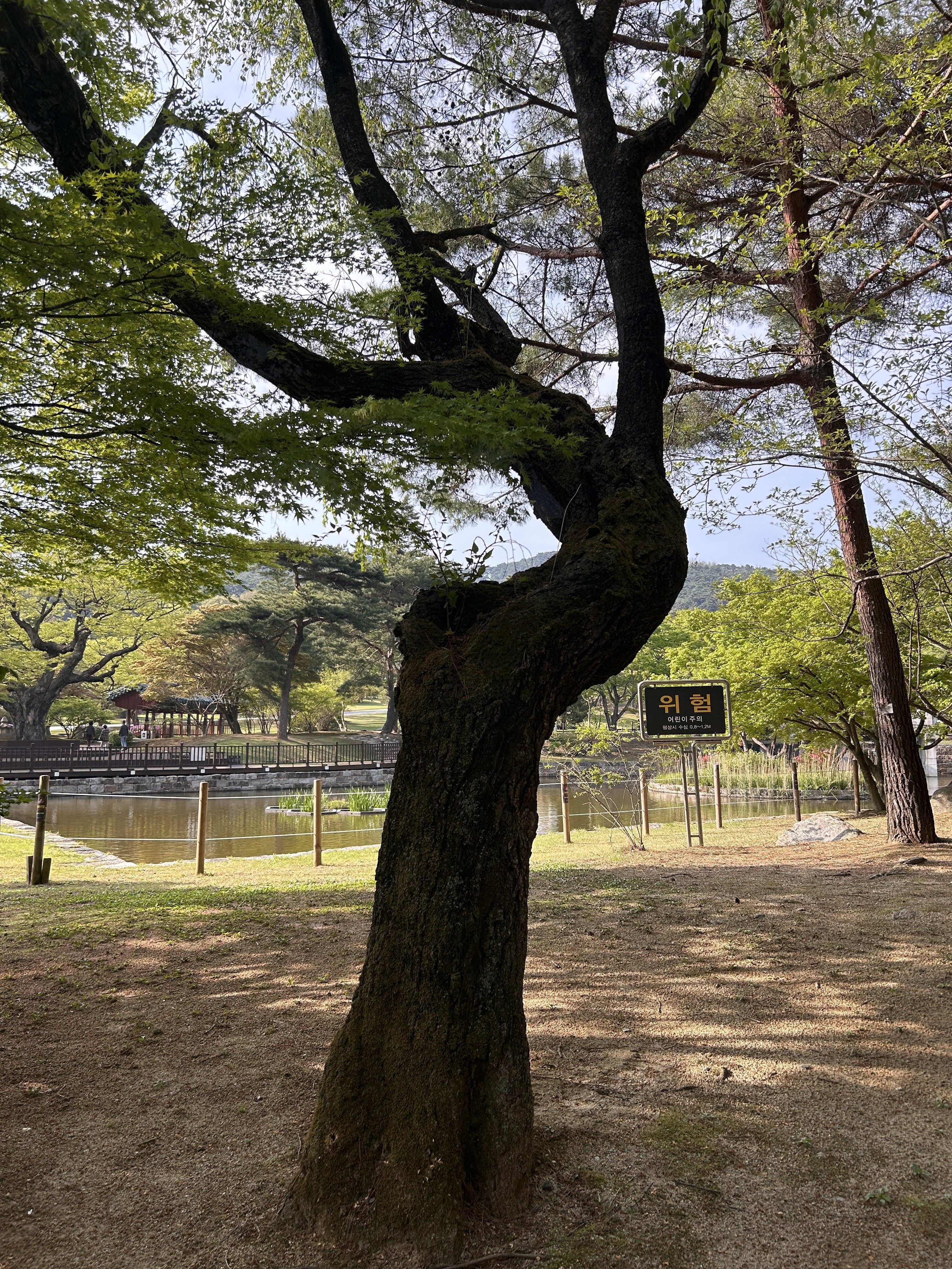 A twisted tree trunk is prominently featured in the foreground, its dark bark contrasting against a backdrop of lush green leaves. In the distance, a serene pond reflects the surrounding trees and greenery.