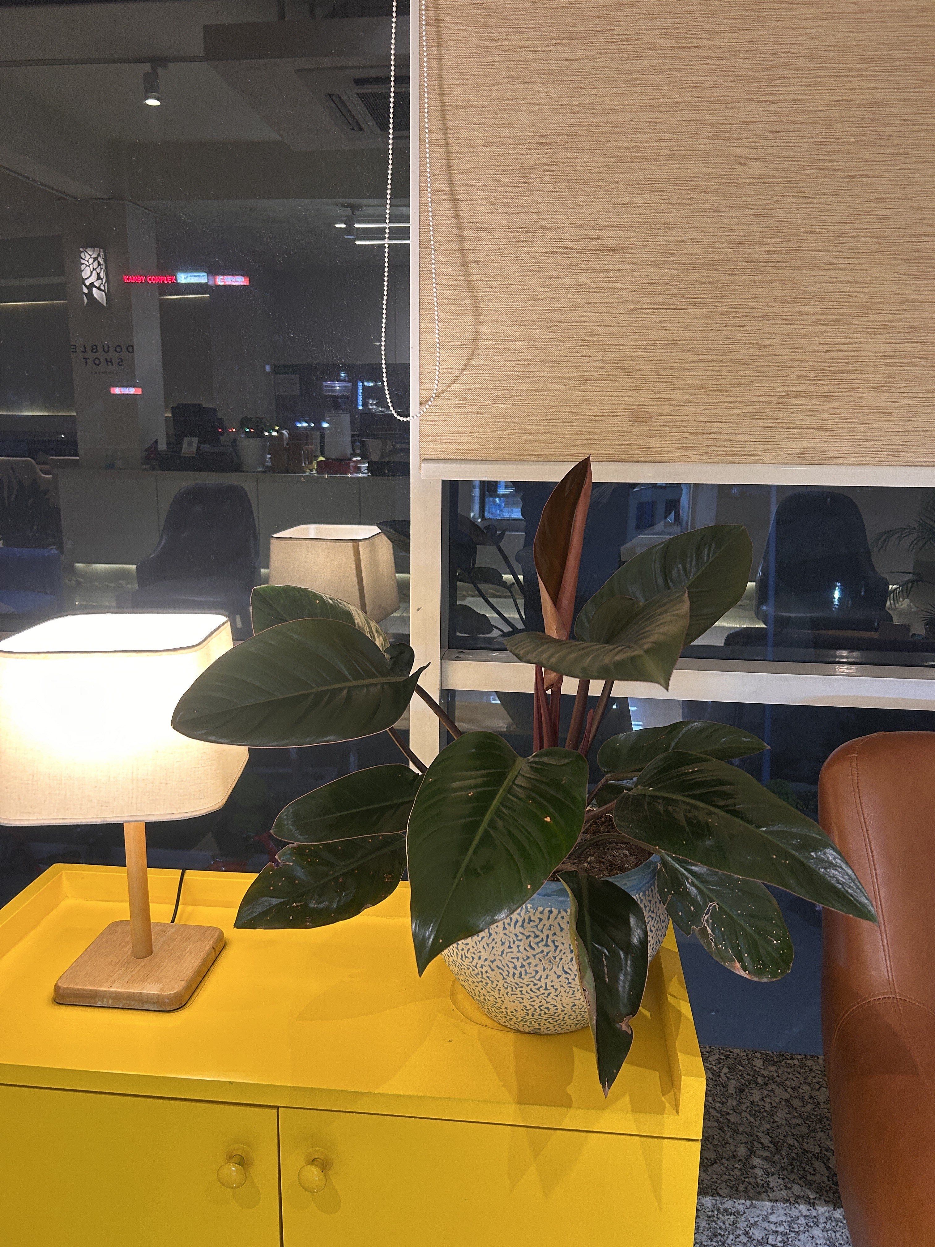 A potted plant with large, glossy green leaves sits on a bright yellow cabinet