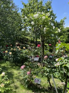 A vibrant garden filled with various rose bushes in bloom, showcasing a variety of colors including red, yellow, pink, and white. 