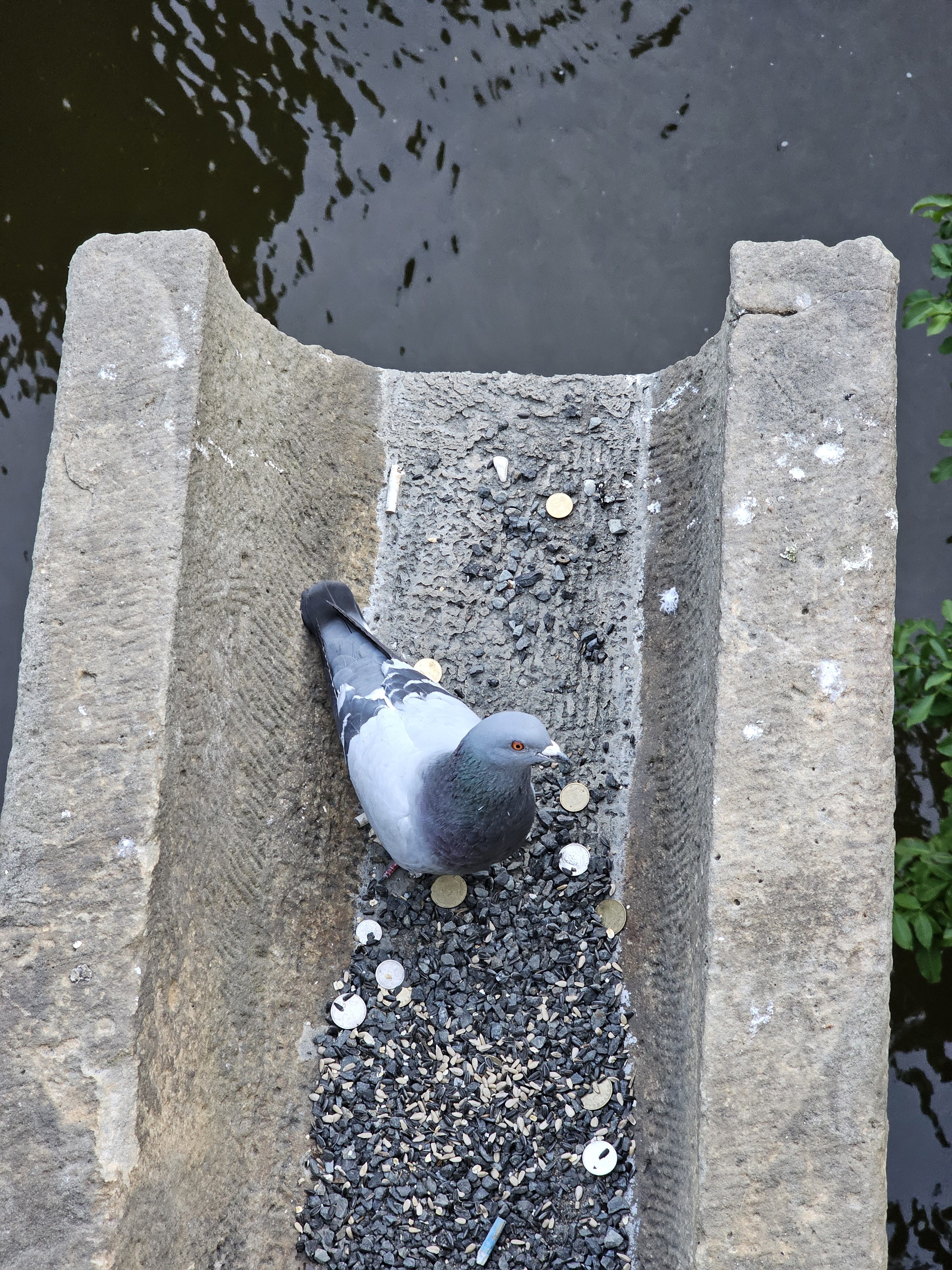 A pigeon was perched inside a stone structure,  a channel in the Charles Bridge in Prague, with scattered coins and small debris around it. The structure is positioned near a body of water. 