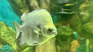 A close-up of a fish swimming in a vibrant aquarium setting. 

