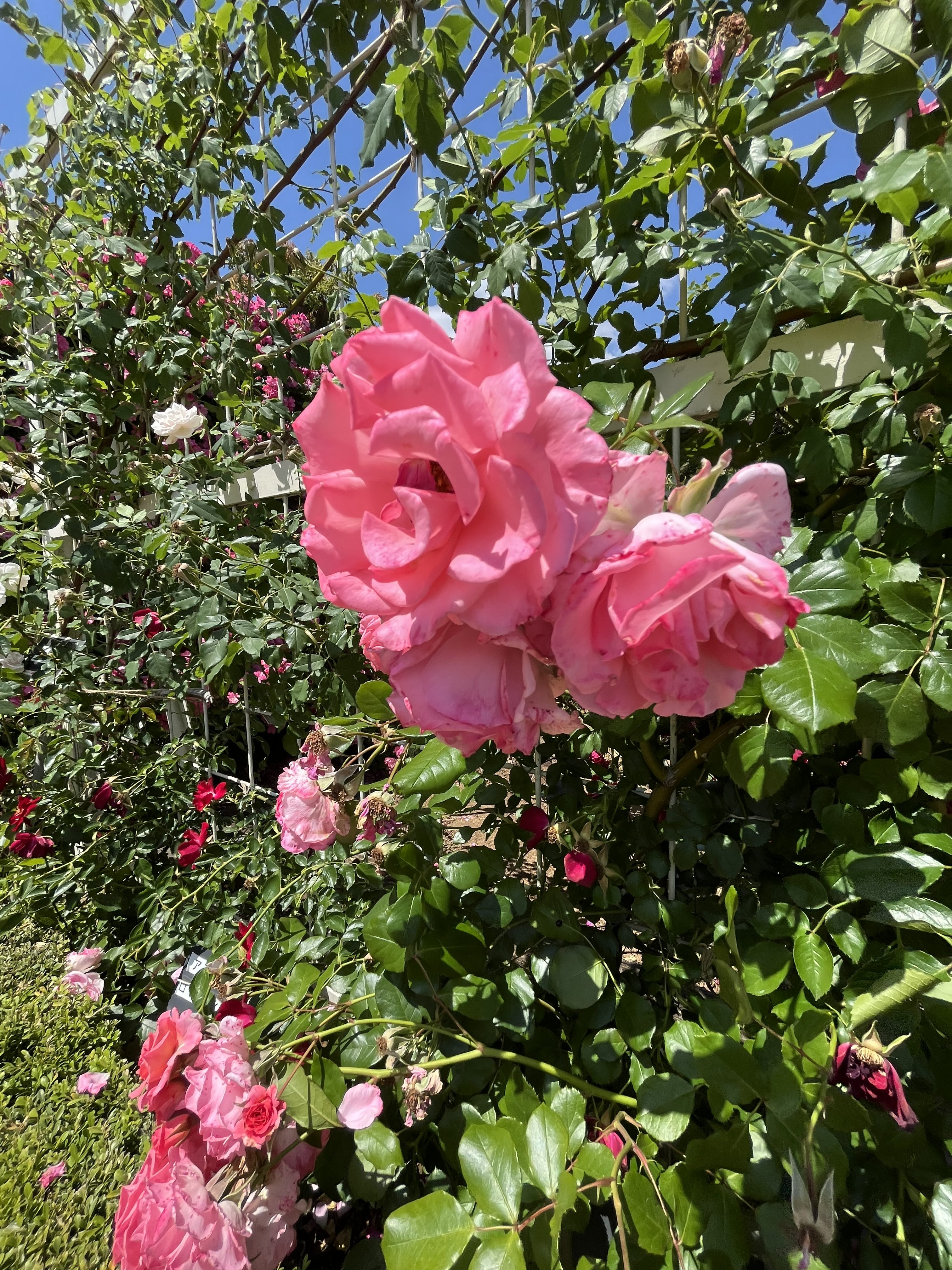 Pink roses in full bloom climbing along a lattice fence, surrounded by green leaves, under a clear blue sky.