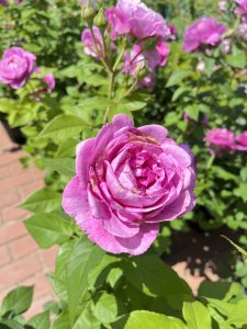 A vibrant pink rose in bloom surrounded by green leaves, with a blurred background of additional roses and greenery. A brick pathway is visible beside the plant.