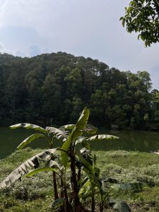 A tranquil scene depicting a lush, green landscape by a calm body of water. In the foreground, large banana leaves are prominently featured, while a dense hillside of trees rises in the background under a cloudy sky. 