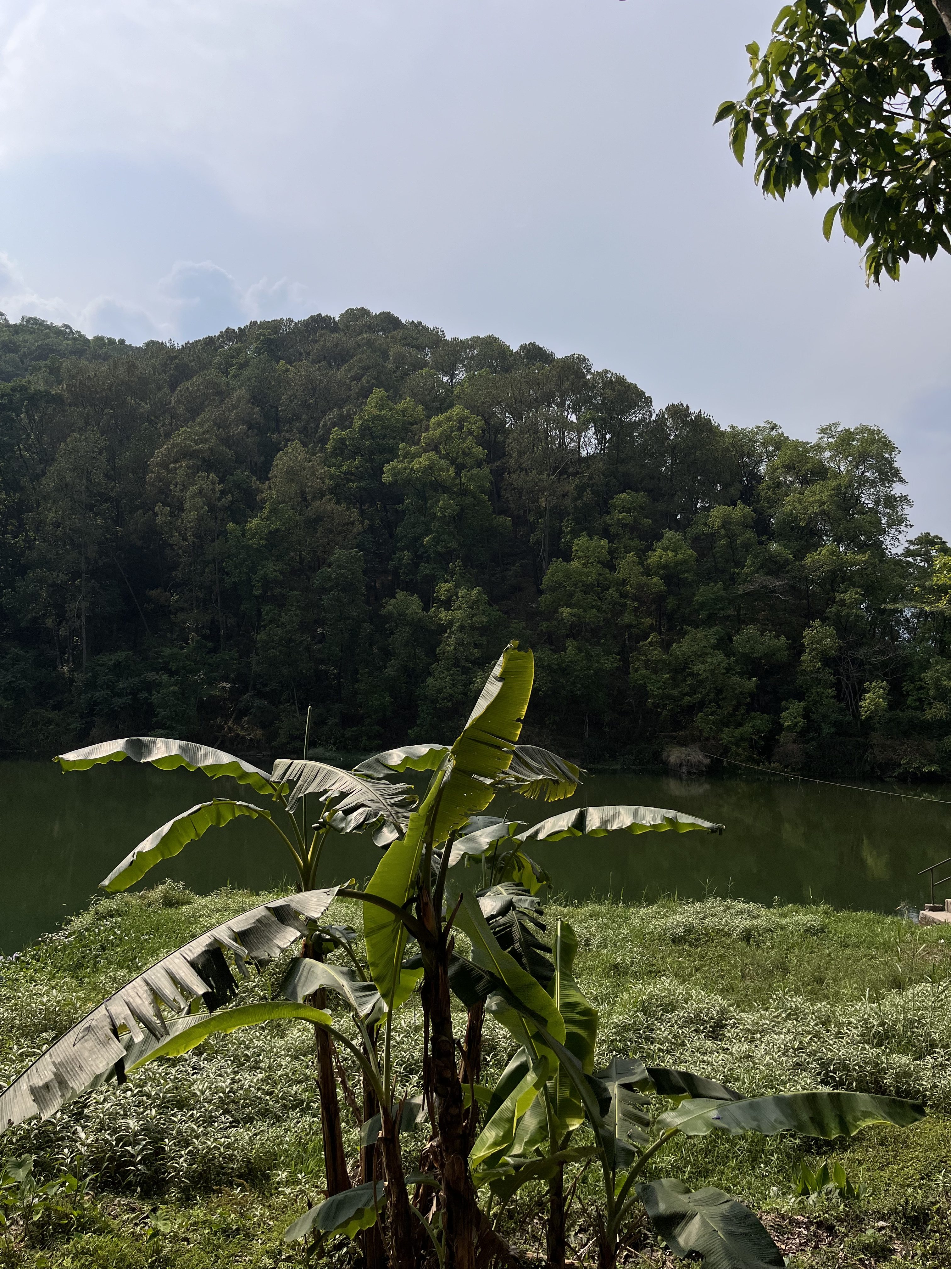 A tranquil scene depicting a lush, green landscape by a calm body of water. In the foreground, large banana leaves are prominently featured, while a dense hillside of trees rises in the background under a cloudy sky.