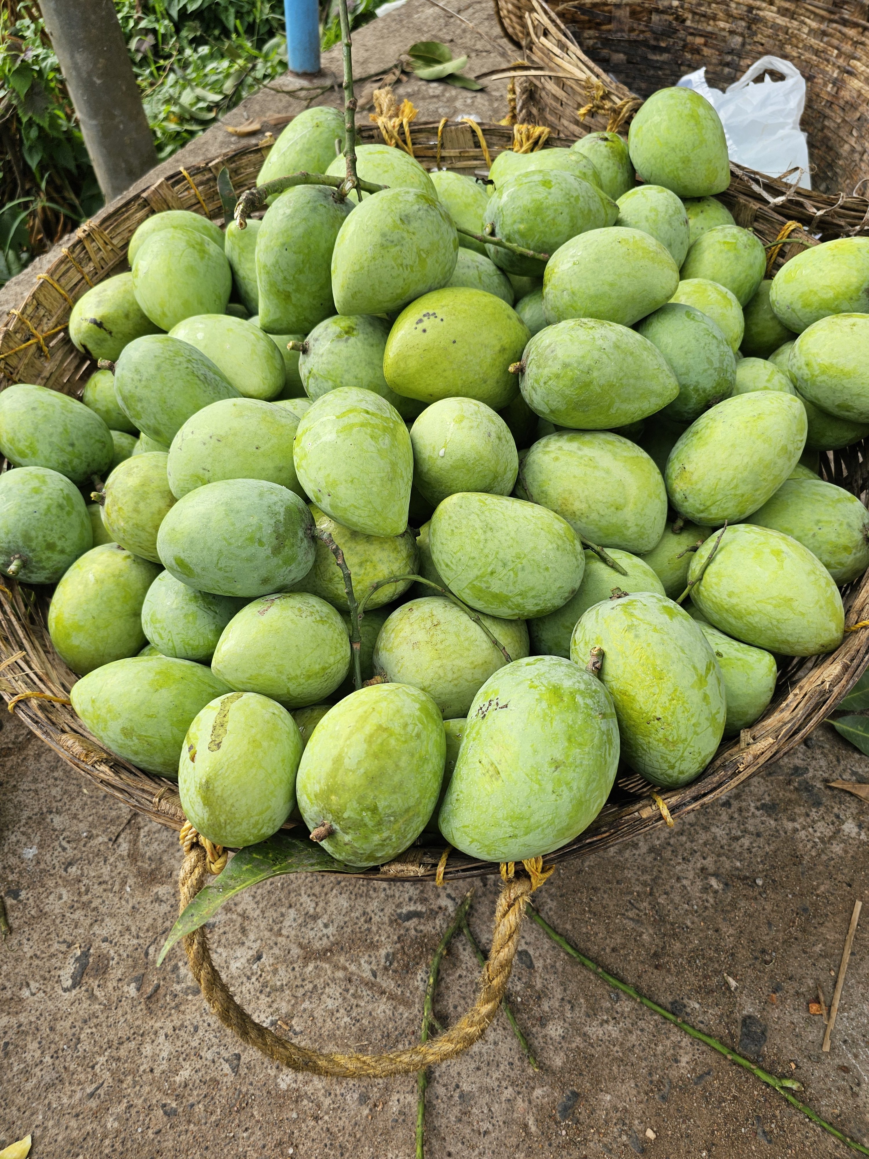 A basket overflows with vibrant green mangoes (Priyoor variety), their smooth skins hinting at the sweet, tangy flesh. The close-up shot emphasizes the abundance and freshness of the fruit, creating a natural and inviting composition. It was captured in Kozhikode, Kerala.