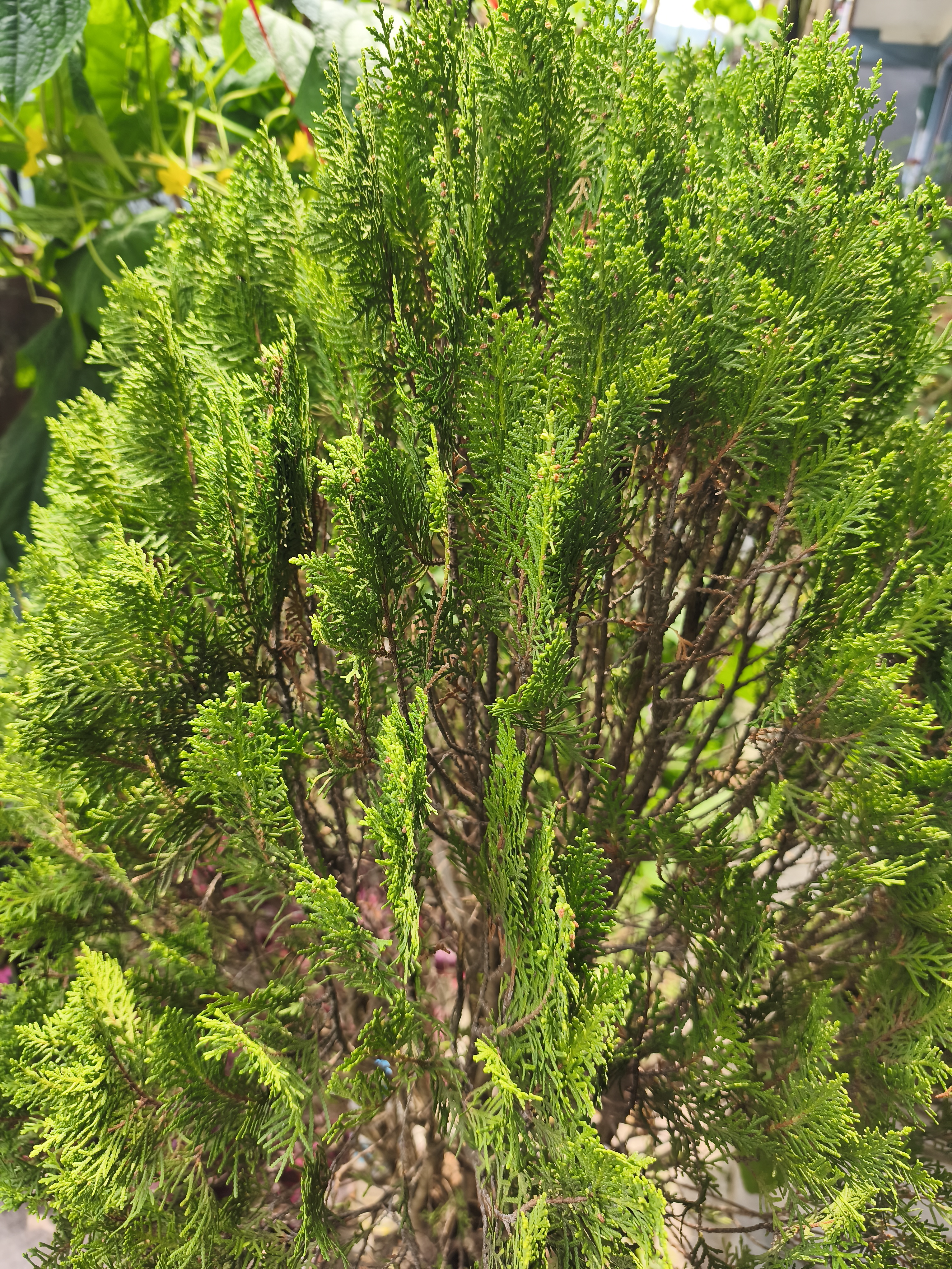 Close-up of a green conifer tree with dense, needle-like foliage.