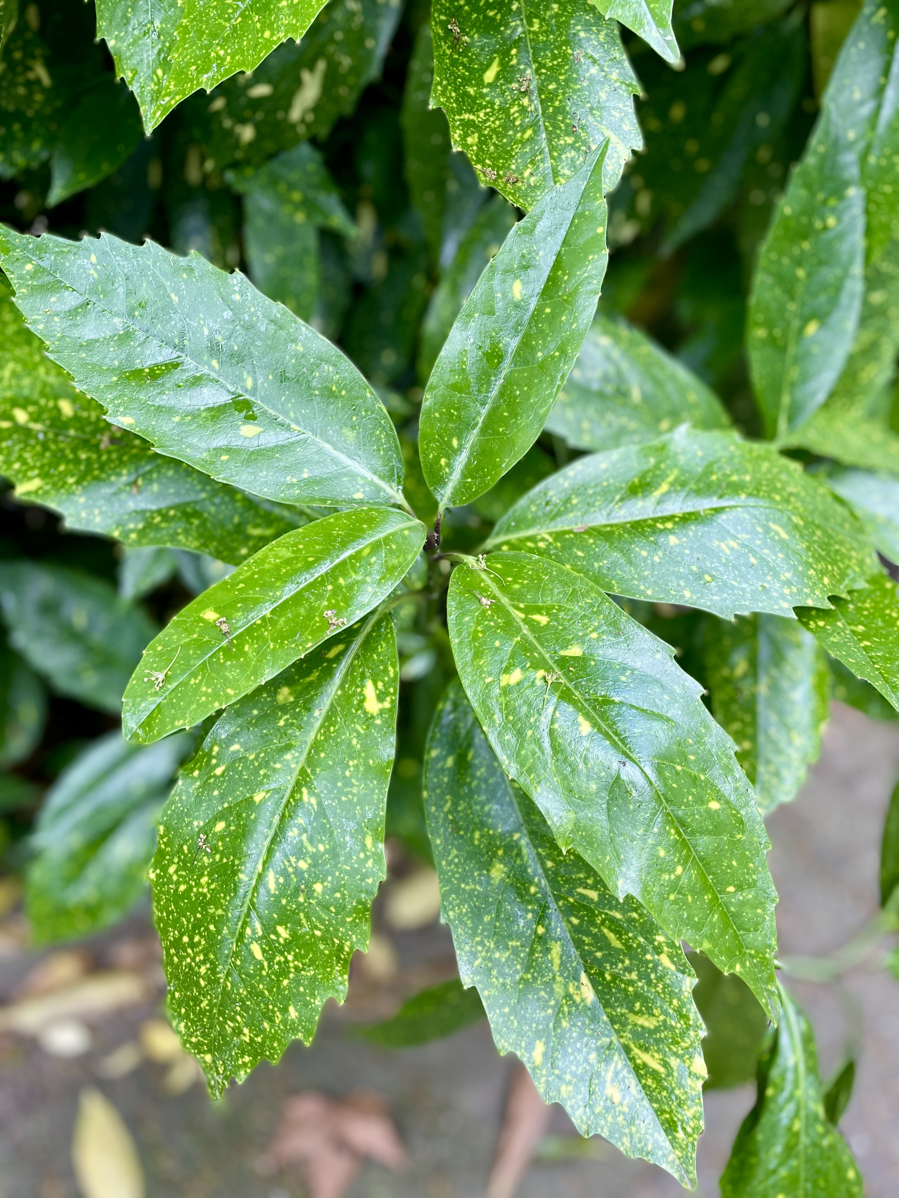 An Aucuba japonica 'Variegata' plant, also known as spotted laurel or Japanese laurel. It is characterized by its glossy, dark green leaves that are distinctively speckled with yellow or gold spots.