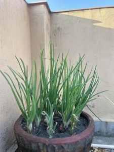 Potted green onion plants growing in dark soil, placed on a rooftop with a beige wall and a clear blue sky in the background.