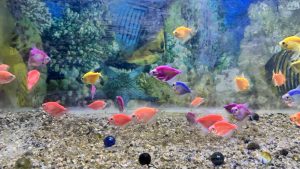Colorful small fish swimming in an aquarium with a gravel bottom and a vibrant underwater background.