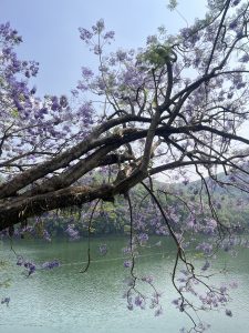 A serene view of a lake surrounded by lush greenery, with the foreground featuring a majestic tree branch adorned with clusters of vibrant purple flowers.