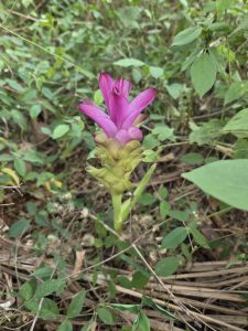 A vibrant siam tulip  pink flower with a long stem and cluster of petals grows amidst dense green foliage on the forest floor.
