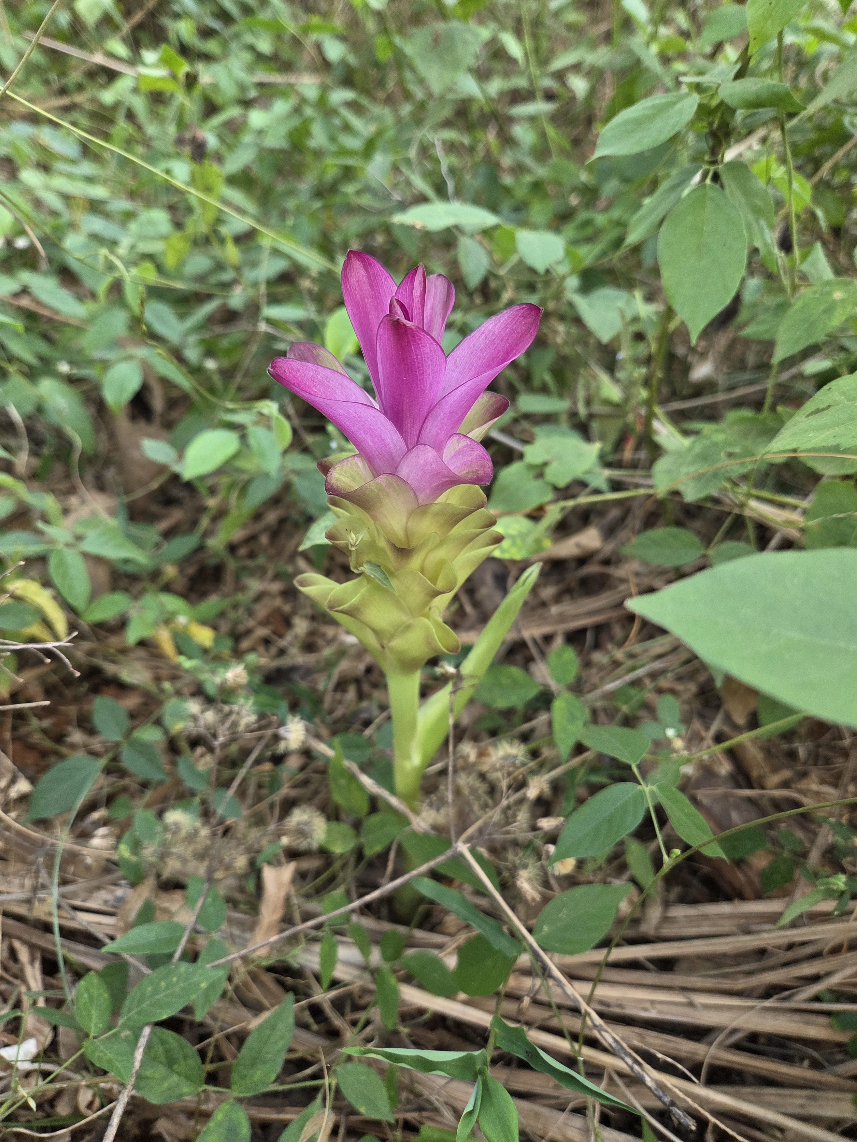 A vibrant siam tulip pink flower with a long stem and cluster of petals grows amidst dense green foliage on the forest floor.