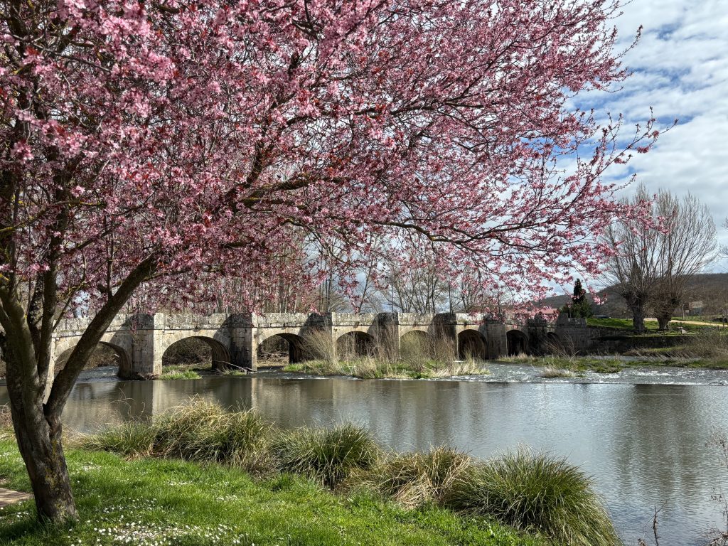 A picturesque scene featuring a stone bridge crossing a calm river, surrounded by lush greenery and vibrant pink flowering trees. The sky is partly cloudy, adding depth to the tranquil landscape.