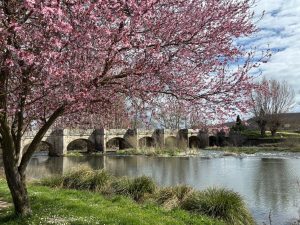 A picturesque scene featuring a stone bridge crossing a calm river, surrounded by lush greenery and vibrant pink flowering trees. The sky is partly cloudy, adding depth to the tranquil landscape.
