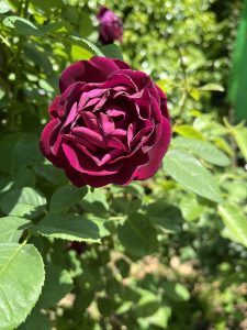 A close-up image of a velvety, deep red rose blooming amid lush green leaves