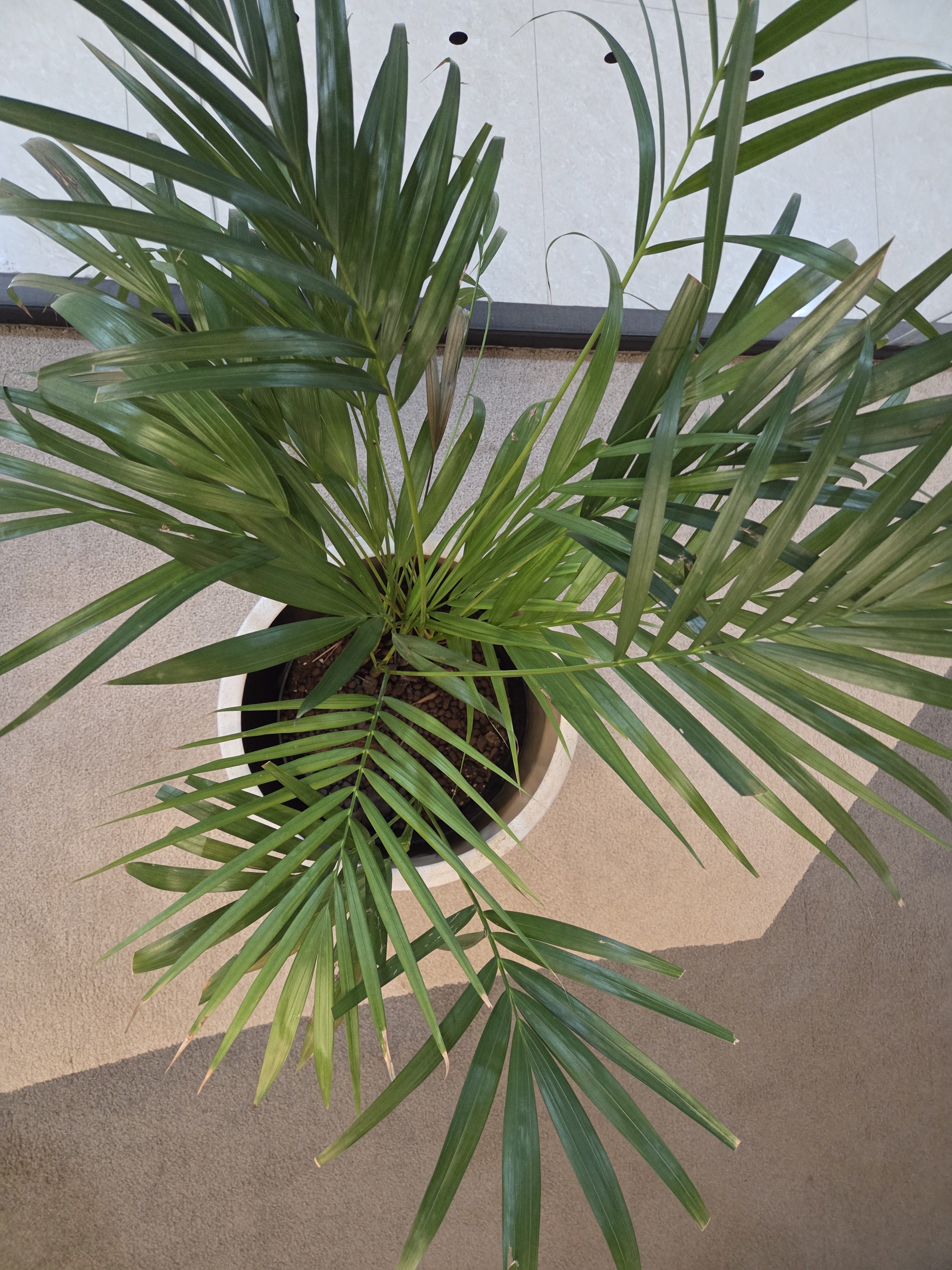 A top-down view of a potted palm plant with long, slender green leaves, set against a light-colored background.