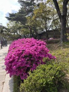 A vibrant cluster of pink azalea flowers in full bloom, surrounded by lush green foliage. In the background, there are trees with fresh leaves and a hint of a stone wall