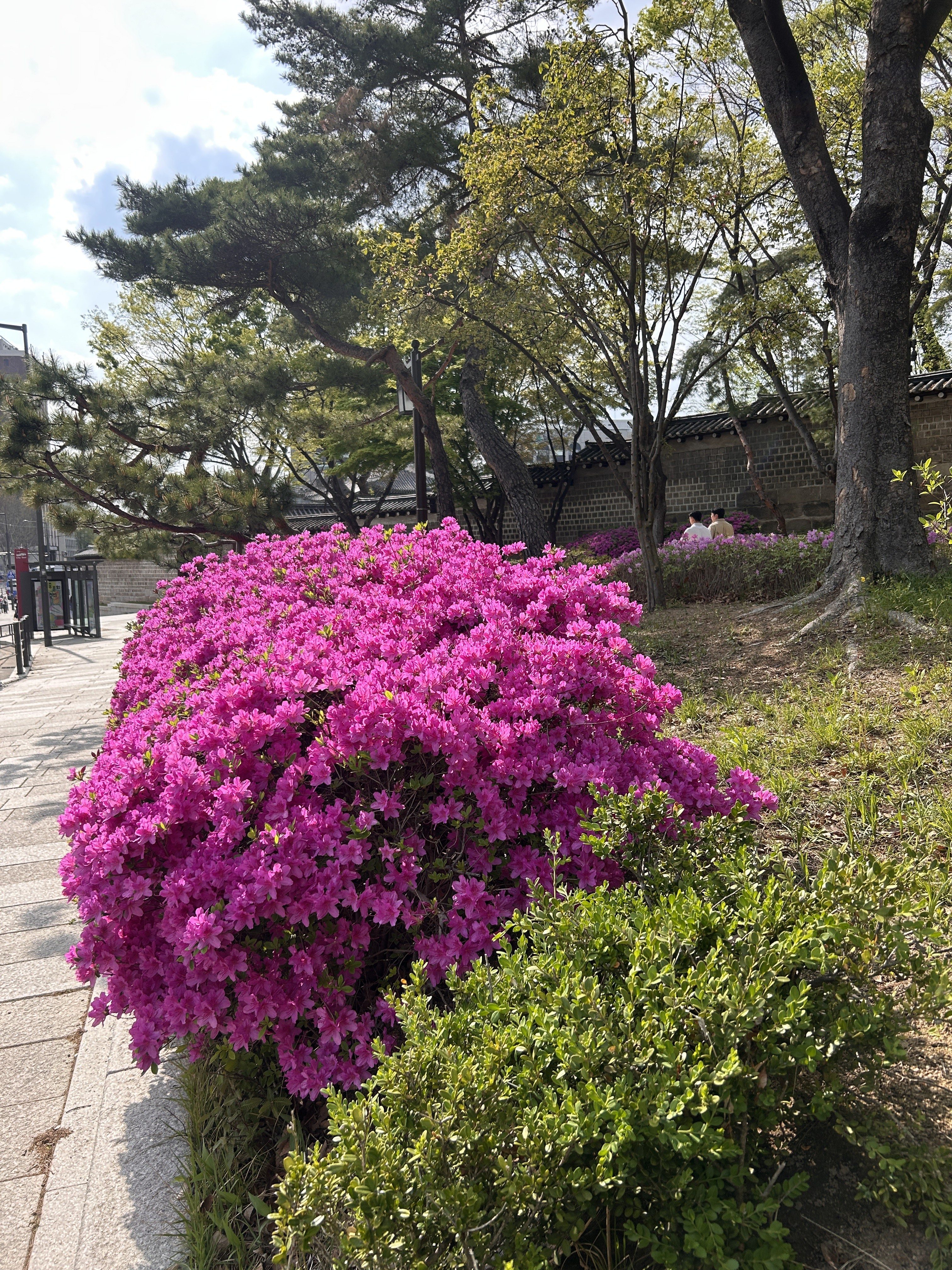A vibrant cluster of pink azalea flowers in full bloom, surrounded by lush green foliage. In the background, there are trees with fresh leaves and a hint of a stone wall