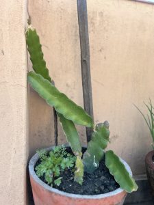 A potted cactus plant with long, flat, green stems supported by a wooden stake. The pot also contains a small leafy plant, and the background shows a plain beige wall.
