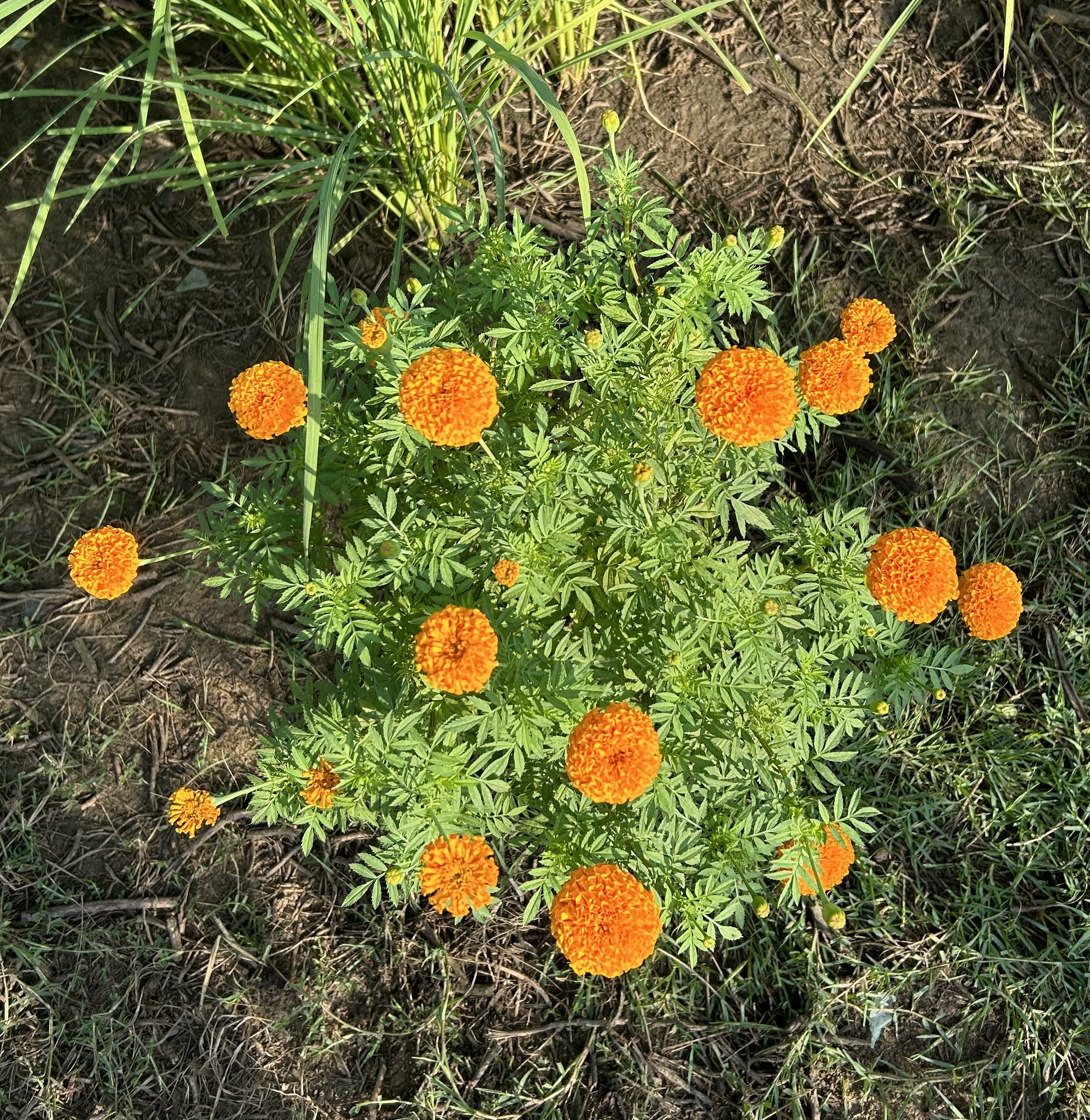 A cluster of vibrant orange marigold flowers in full bloom surrounded by green leaves and grass, with patches of bare soil visible.