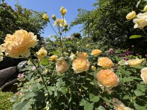 A vibrant garden scene featuring a variety of blooming yellow roses in varying shades, including soft peach and pale yellow. The roses are surrounded by lush green foliage, with some unopened buds present.