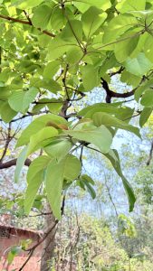 A vibrant cluster of young green leaves on a tree branch, basking in sunlight. The background features a soft blur of trees, branches, and a hint of a rustic red wall, creating a peaceful forest-like scene.
