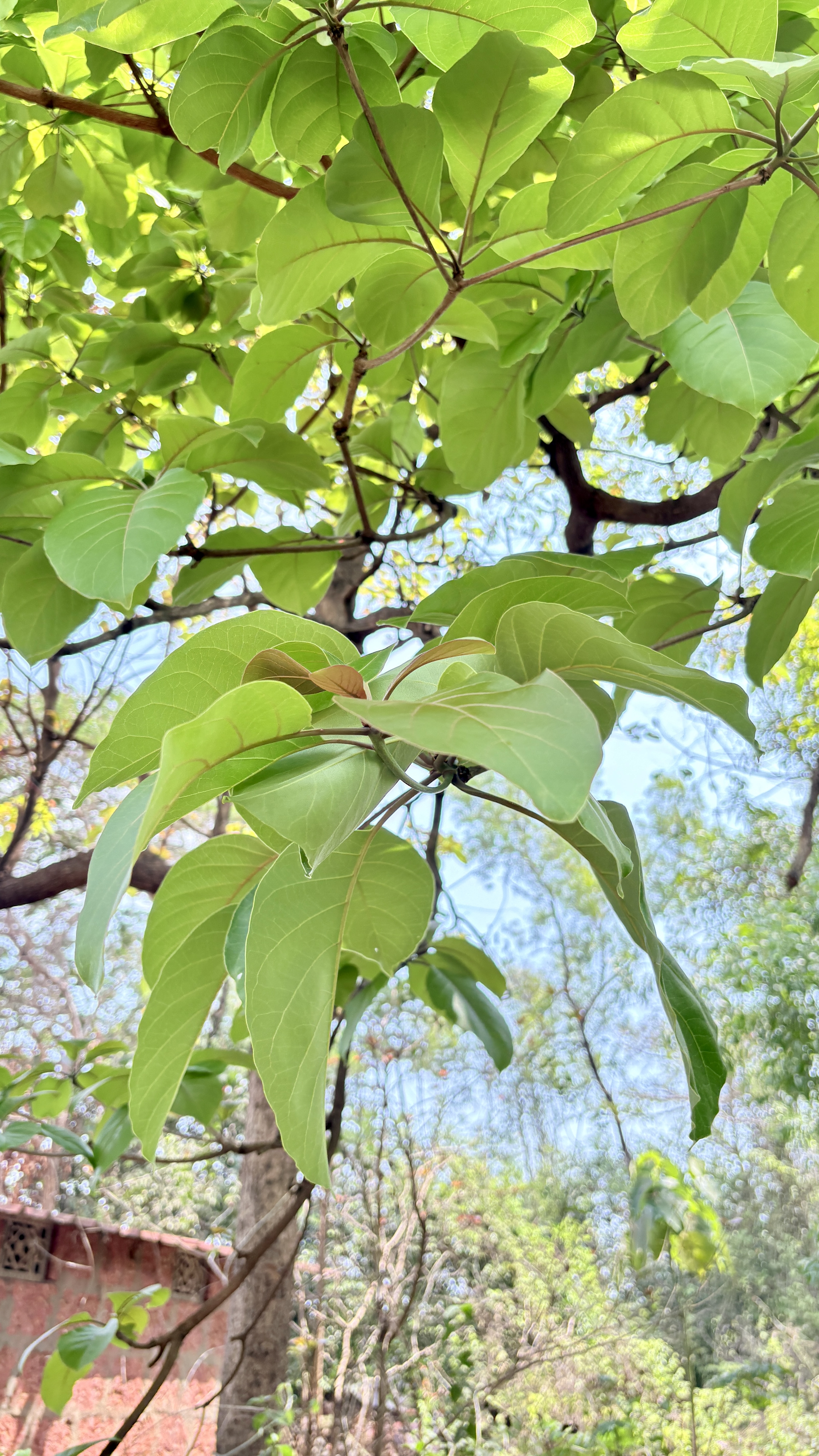 A vibrant cluster of young green leaves on a tree branch, basking in sunlight. The background features a soft blur of trees, branches, and a hint of a rustic red wall, creating a peaceful forest-like scene.