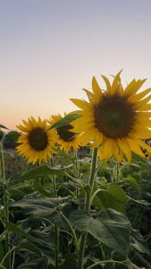 Sunflowers in a field with a clear, pastel-colored sky at sunset.
