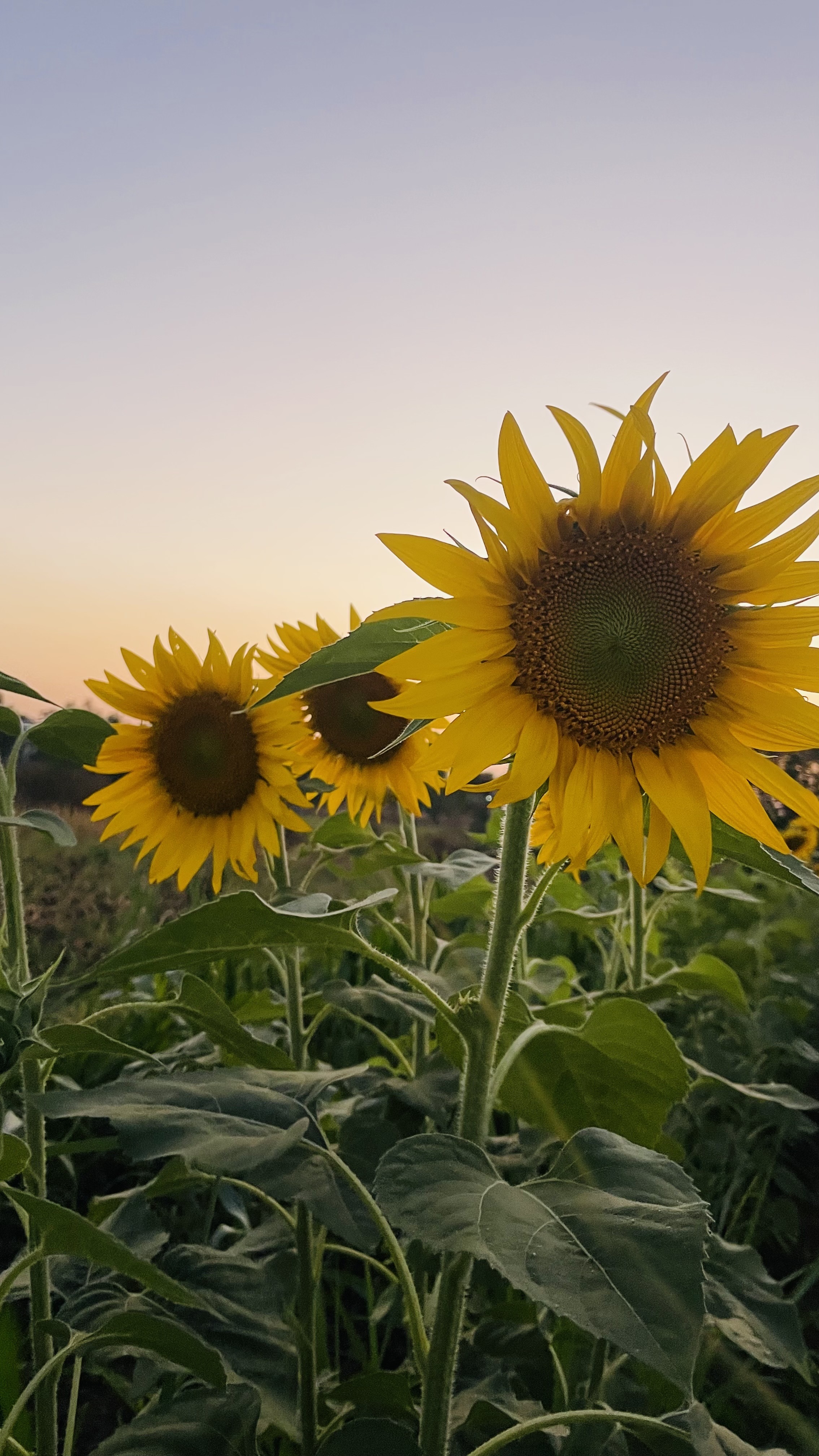 Sunflowers in a field with a clear, pastel-colored sky at sunset.