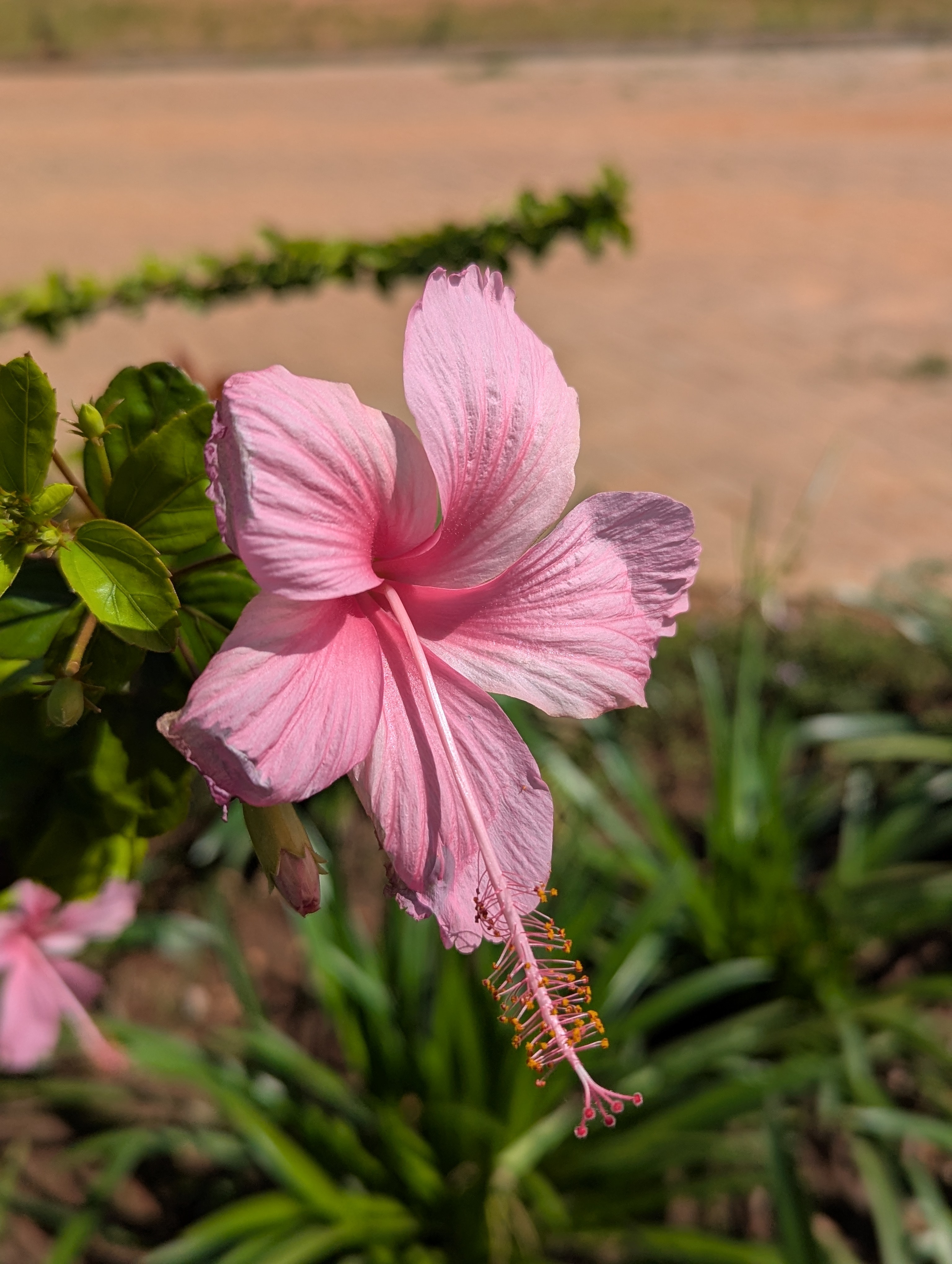 A close-up photograph of a delicate pink hibiscus flower, showcasing its ruffled petals and prominent stigma. The flower is situated among green foliage, with hints of other hibiscus blooms in the background. The scene is set against a blurred, natural landscape with a sandy ground and soft greenery, suggesting a warm, sunny environment.