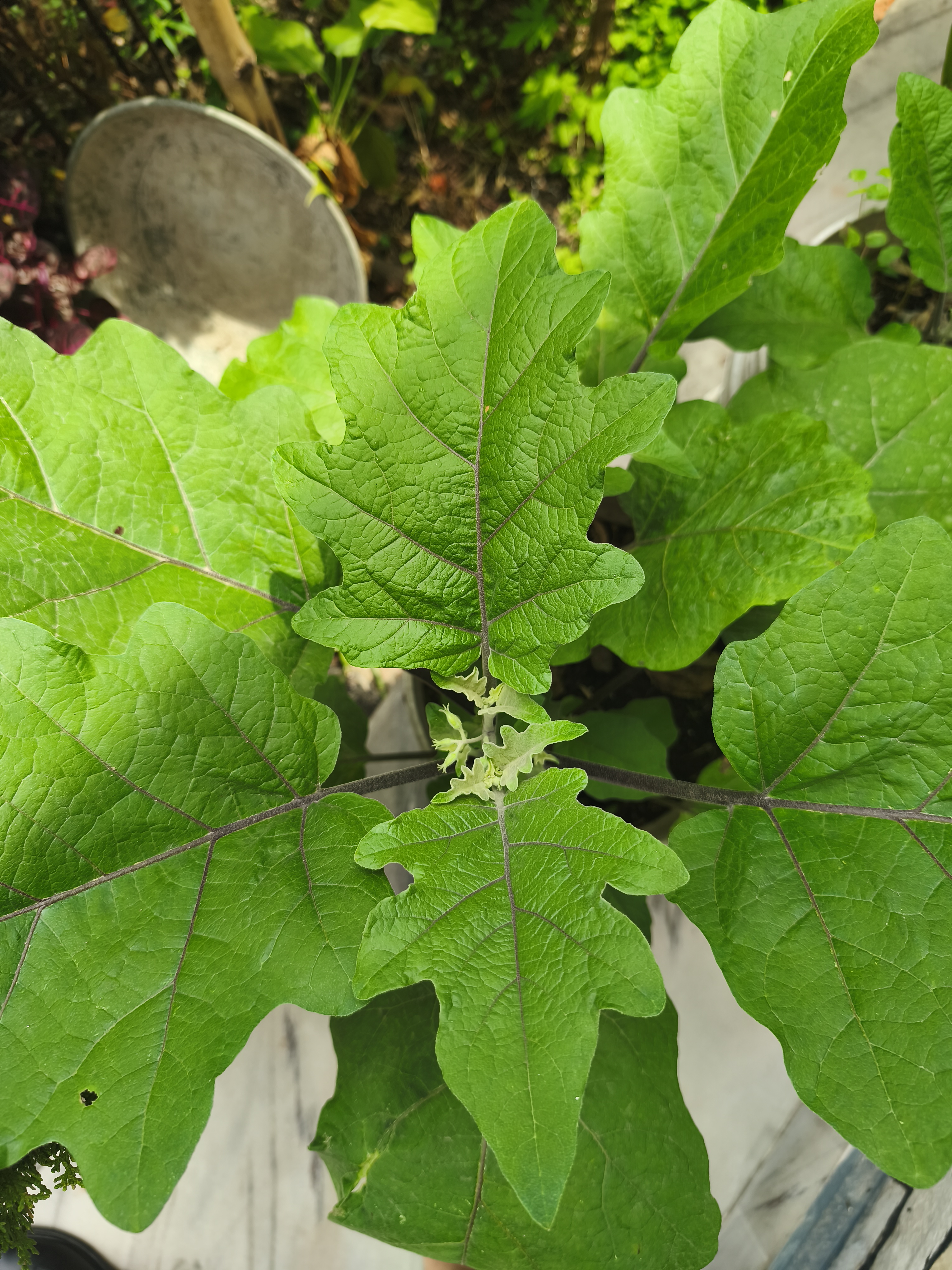 A close-up view of a plant with large, textured green leaves.