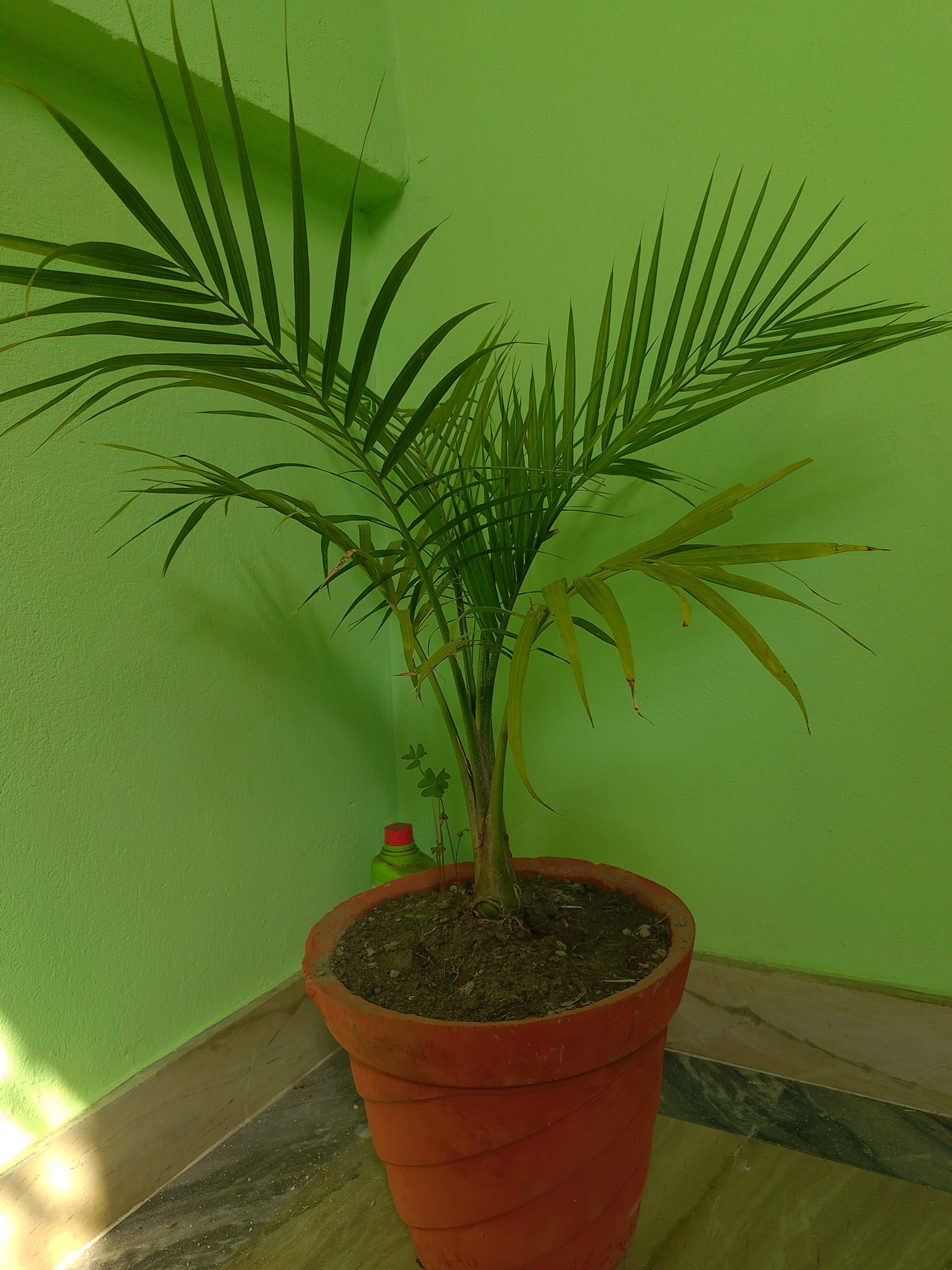 A potted palm plant with long green fronds is placed on a floor corner against a green wall.
