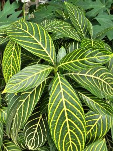 Lush green Sanchezia plant, characterized by its striking yellow veins against the dark green leaves. This tropical plant, often grown for its ornamental foliage, adds a vibrant and exotic touch to gardens and indoor spaces. Captured from my aunt’s garden in Kozhikode, Kerala.

