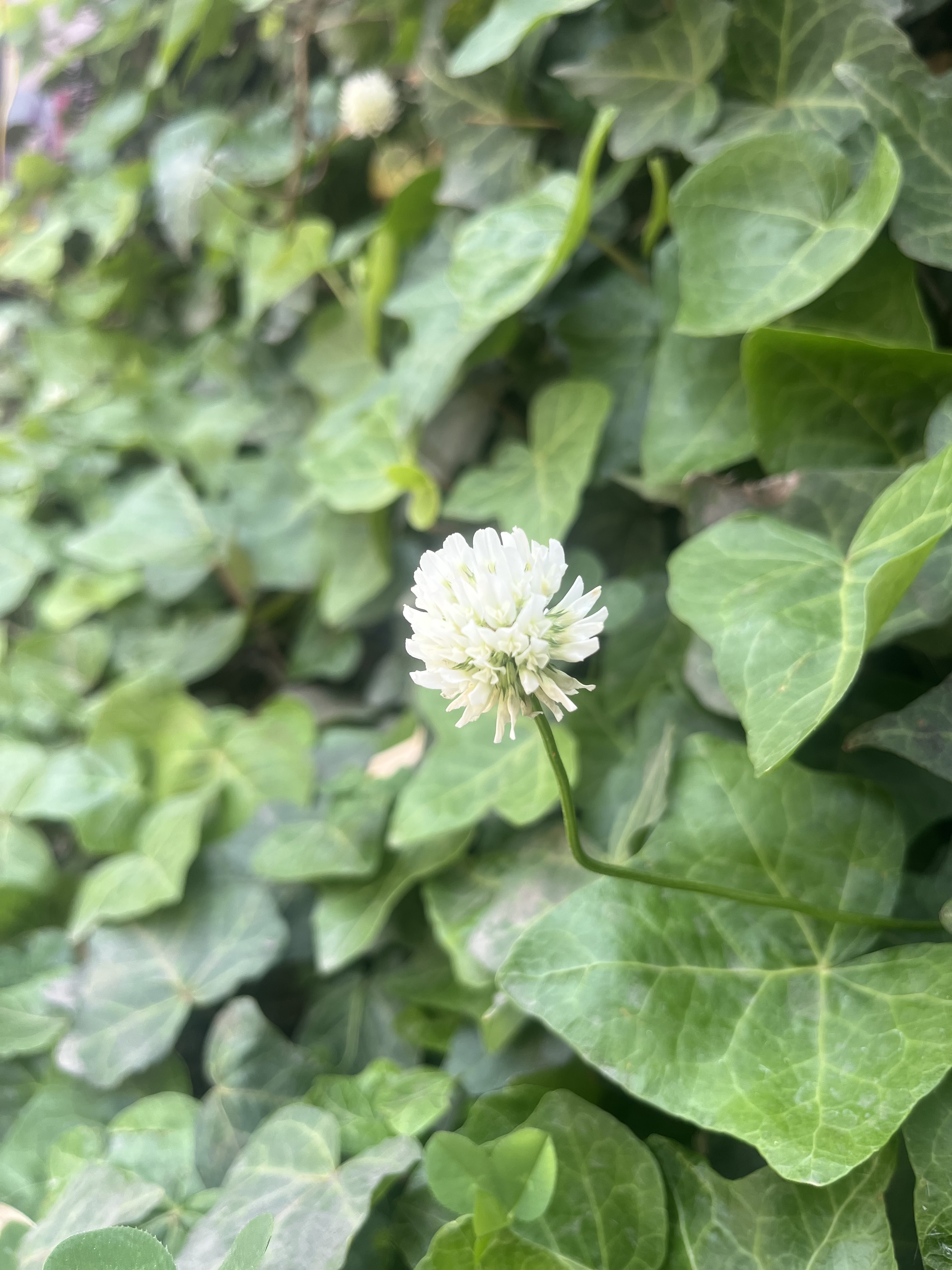 A close-up of a white clover flower with a green stem, set against a backdrop of dense, green ivy leaves. The flower is in sharp focus, while the background is gently blurred. #WPNP2025