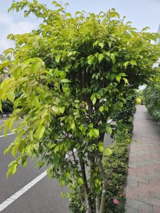 A lush green tree with dense foliage stands by the side of a paved walkway and road. The pathway is lined with small plants and flowers, and the sky is partially cloudy.
