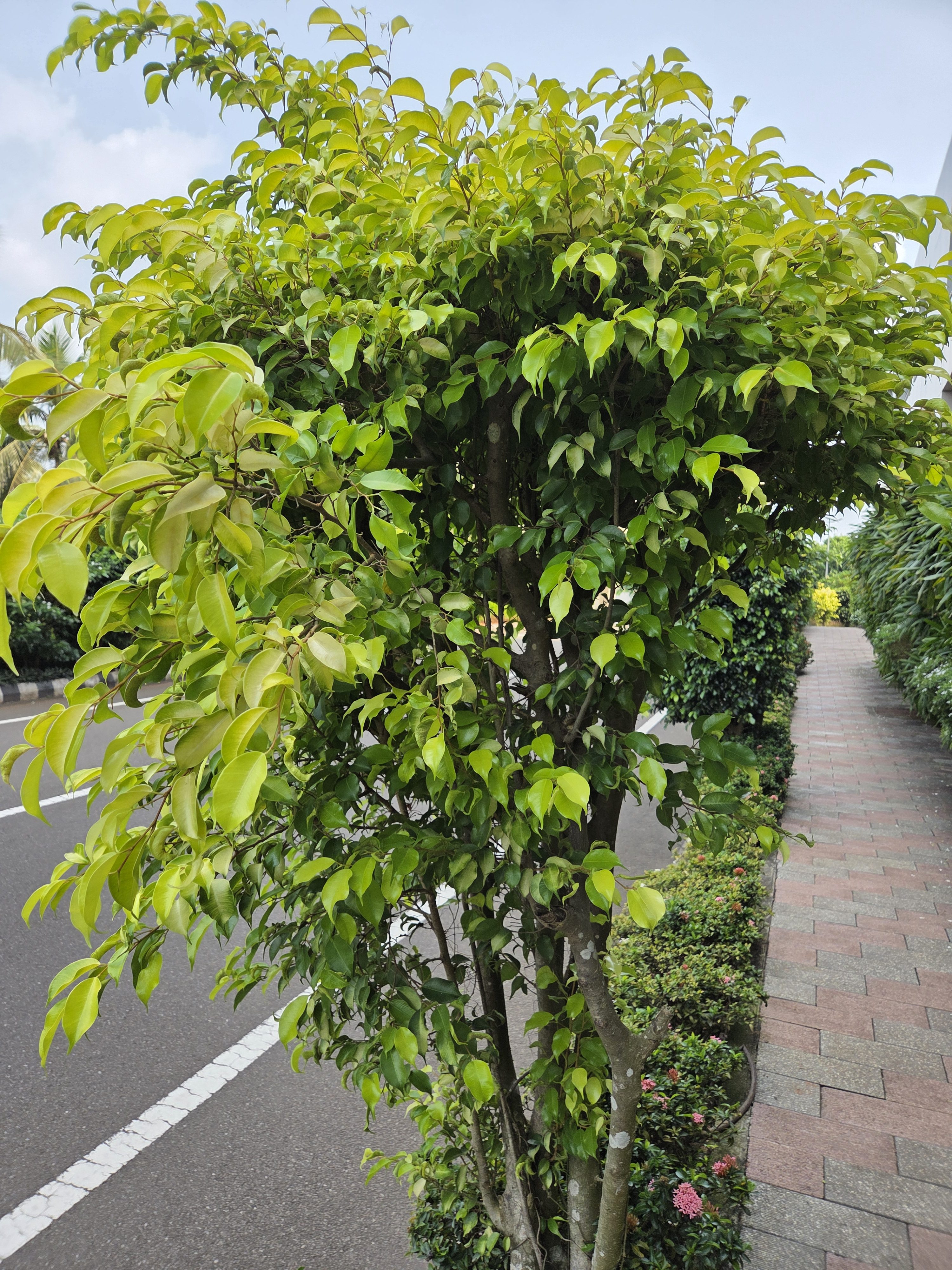 A lush green tree with dense foliage stands by the side of a paved walkway and road. The pathway is lined with small plants and flowers, and the sky is partially cloudy.