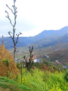 

A scenic view of a rural landscape with terraced fields, a few scattered houses, and mountains in the background. In the foreground, there is a dry tree, a stack of hay, and yellow wildflowers.