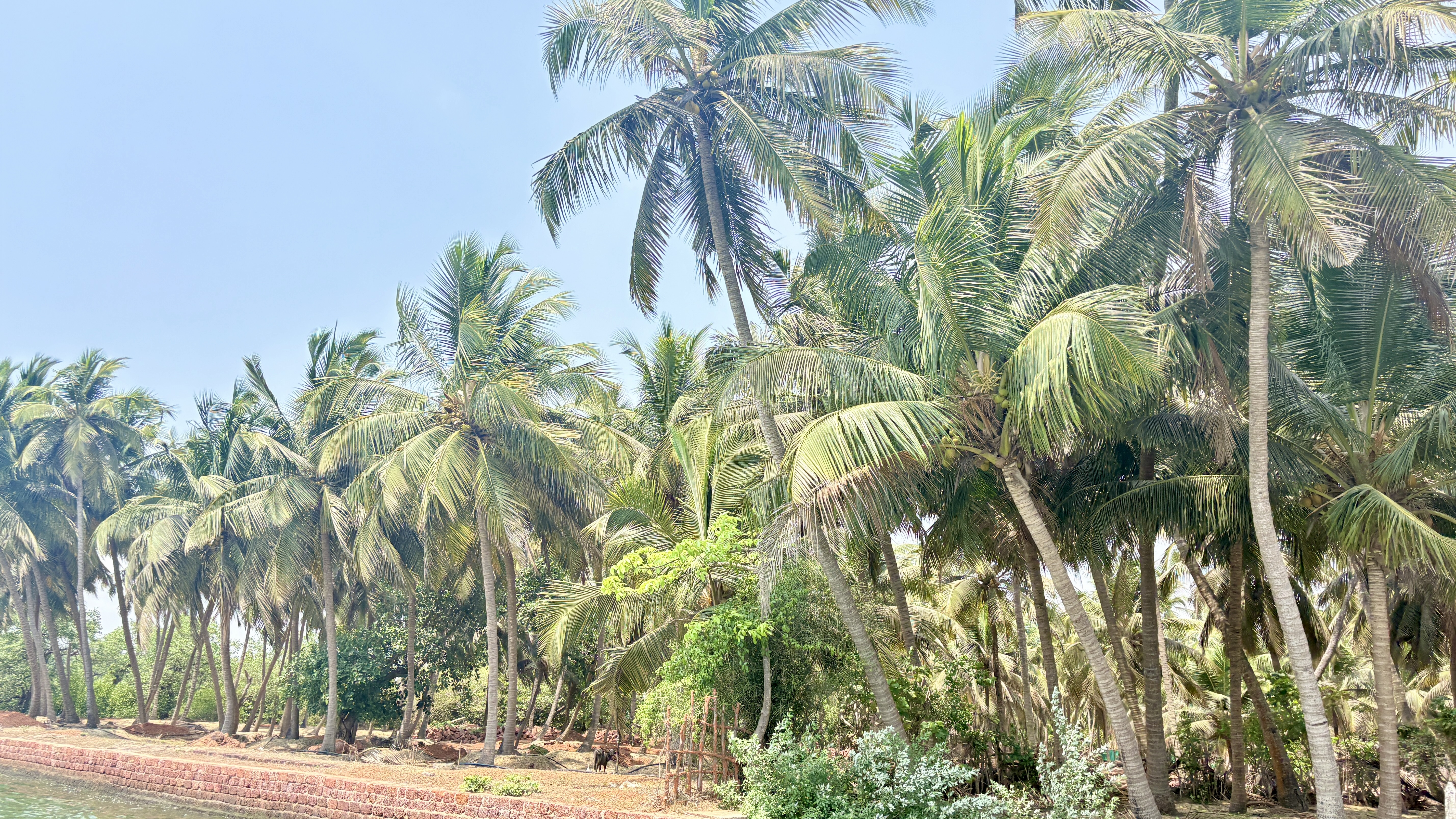 A dense cluster of tall coconut trees swaying gently in the breeze, surrounded by lush greenery and a clear blue sky overhead. A stone path is visible in the foreground, leading to the vibrant foliage and trees.