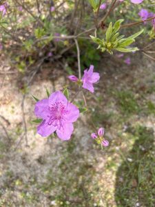 A close-up of a pink flower with five petals and distinct purple markings in the center, set against a blurred background of green foliage and grass.