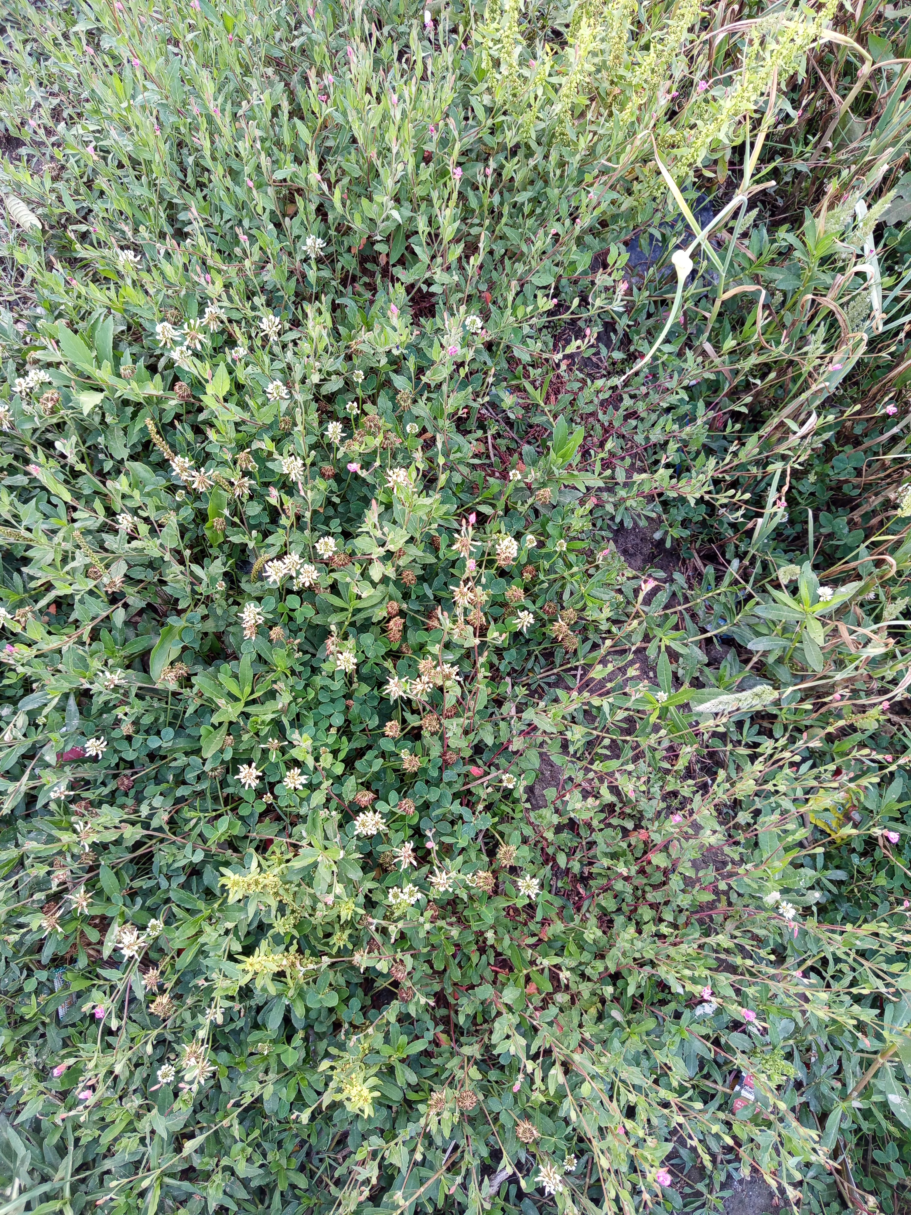A close-up view of various green plants and wildflowers, including clover with white blossoms, covering the ground densely. T