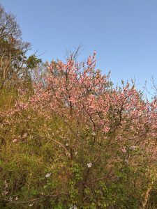 A blooming tree with delicate pink flowers against a clear blue sky, surrounded by lush green foliage and other plants. 