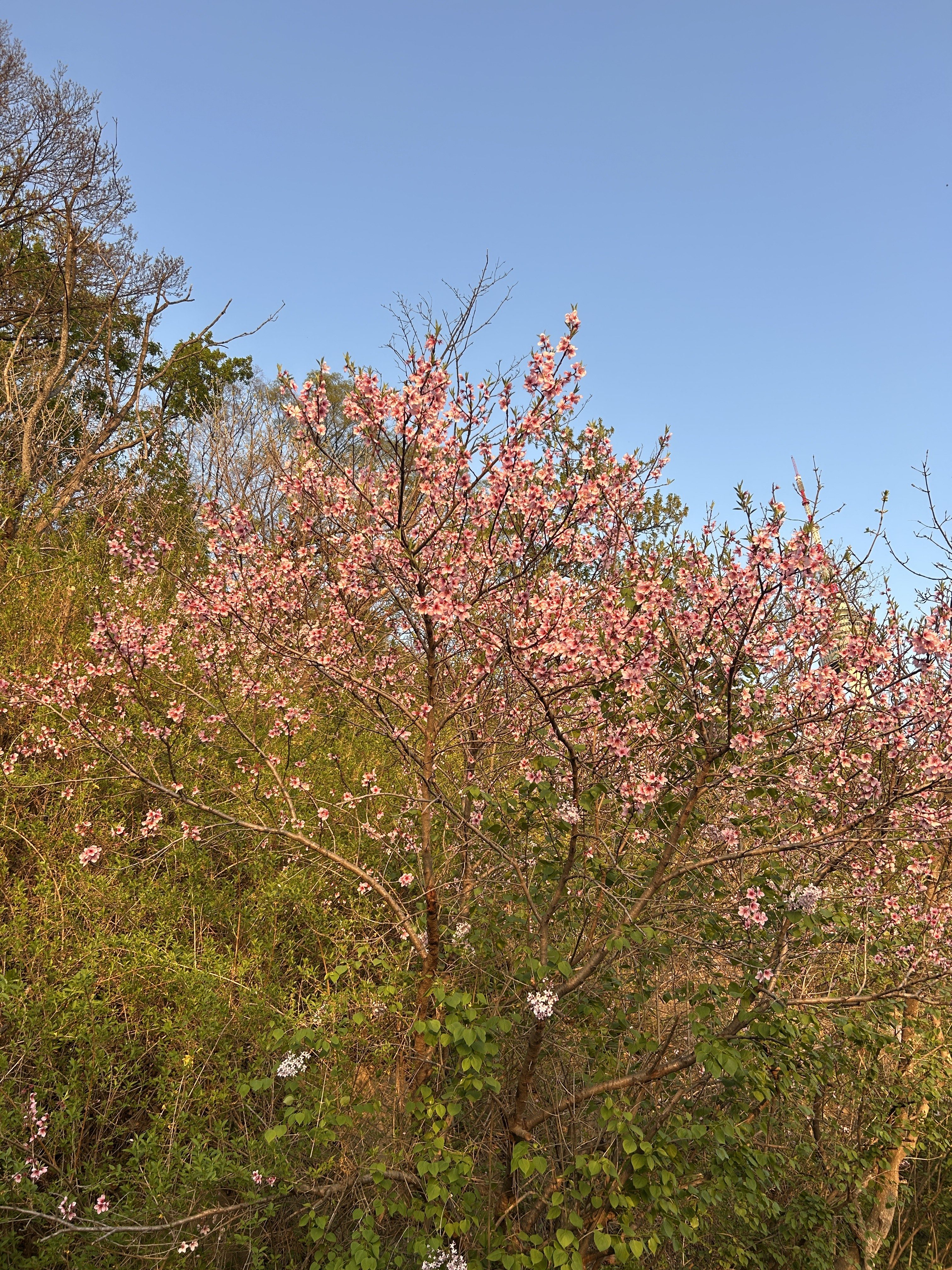 A blooming tree with delicate pink flowers against a clear blue sky, surrounded by lush green foliage and other plants.
