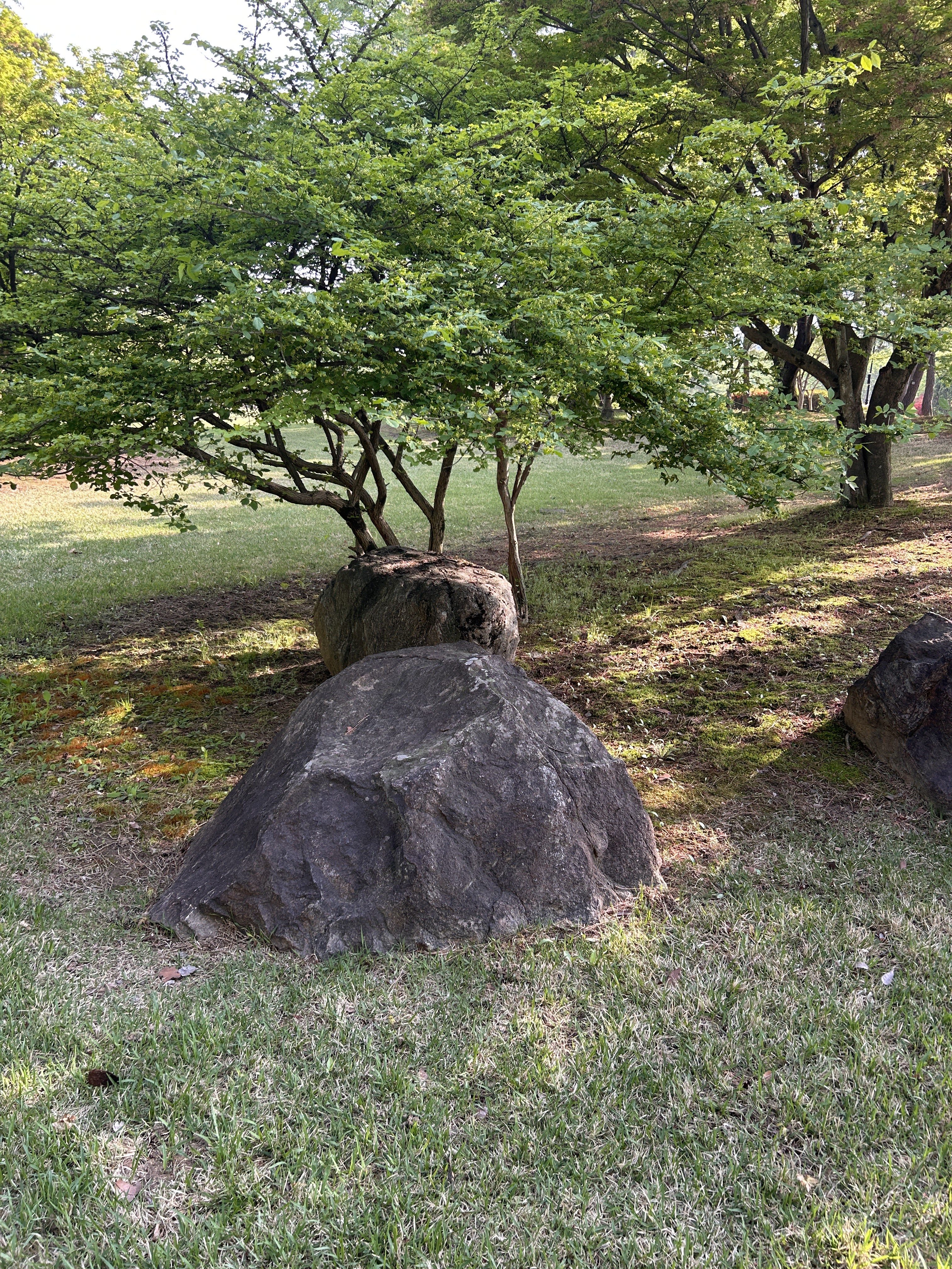 A lush green scene featuring a small tree with vibrant leaves growing beside two large rocks.