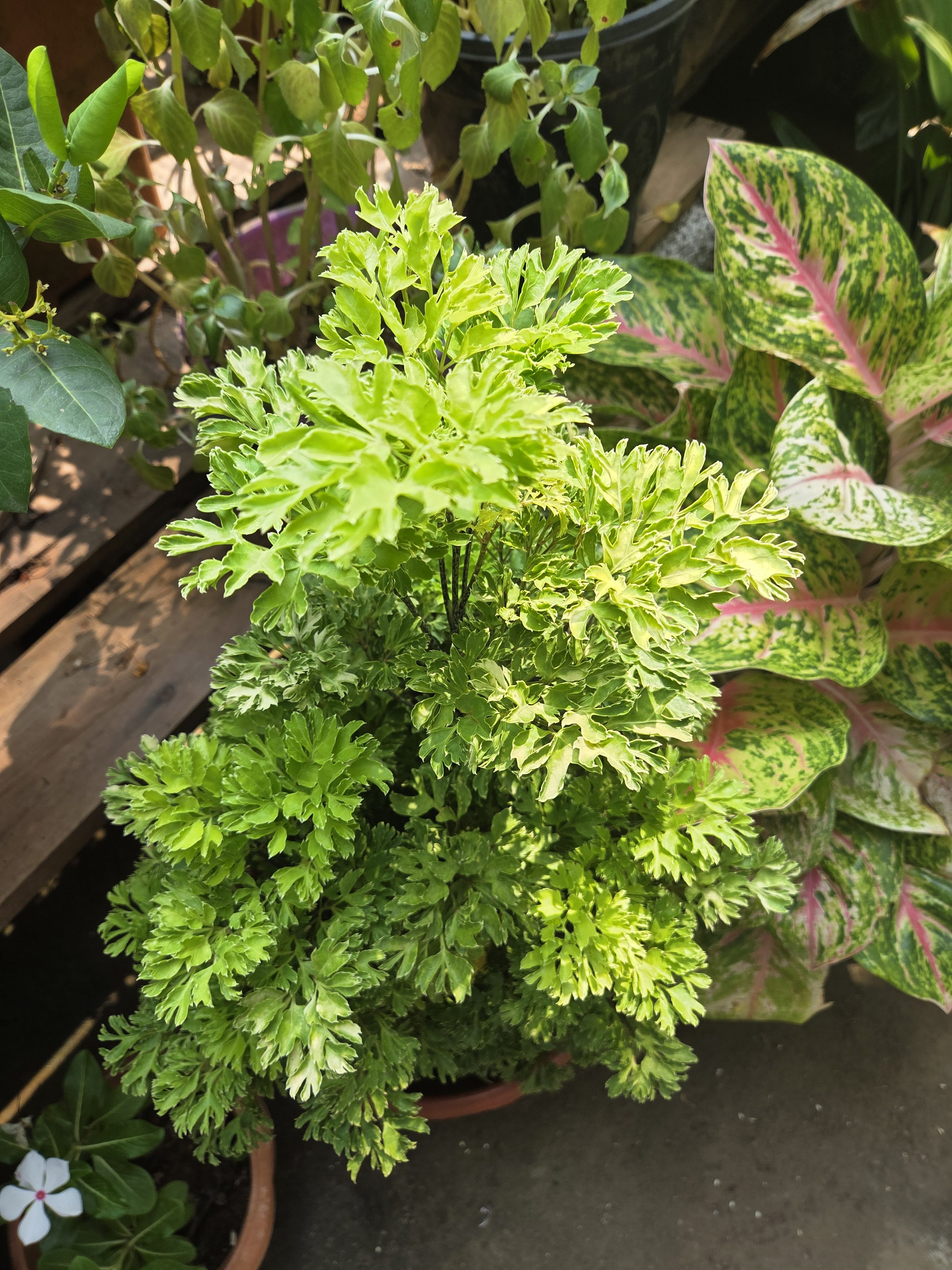 A vibrant assortment of potted polyscias fruticosa plants featuring a lush, green fern in the center