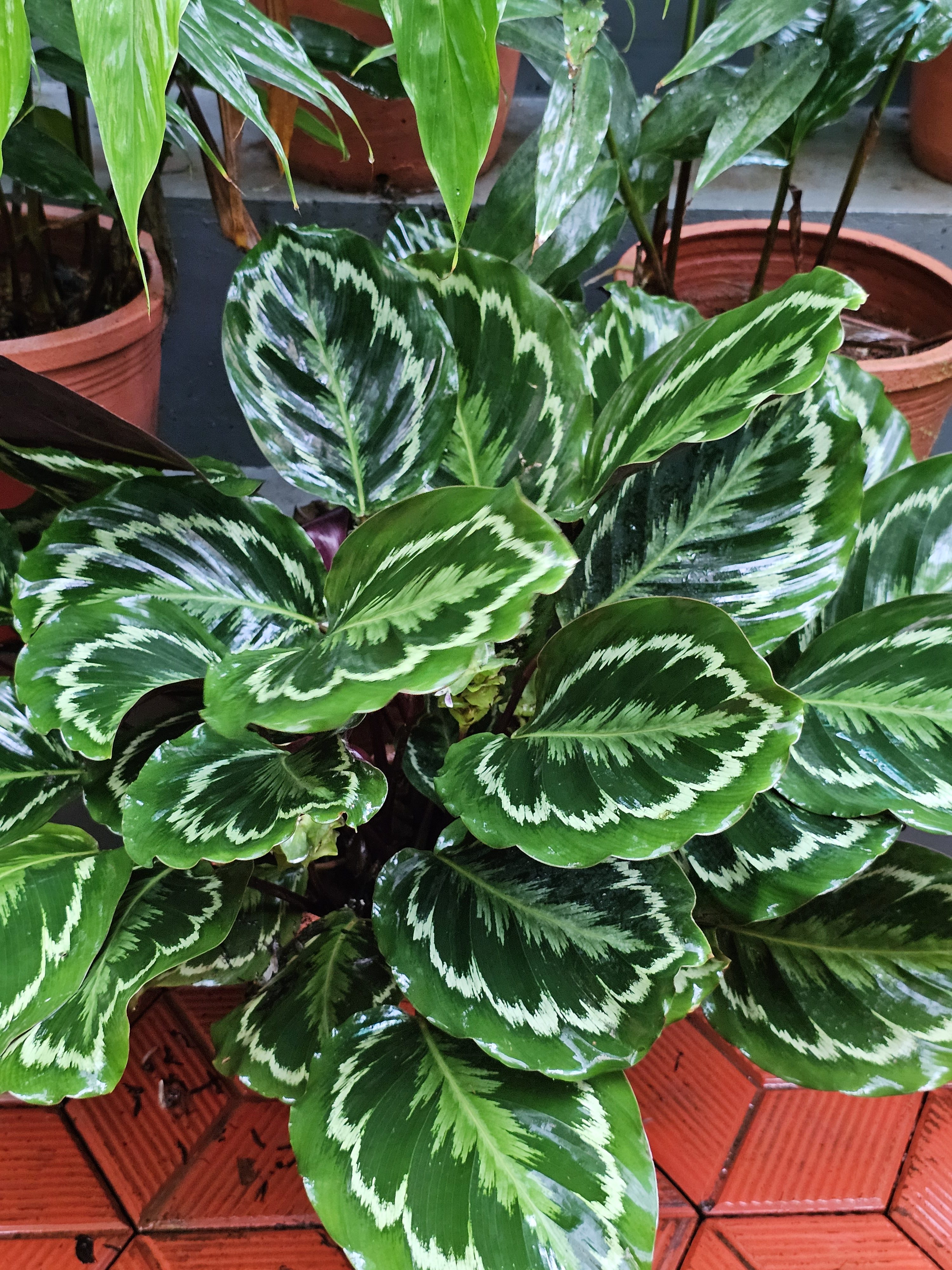 A Calathea roseopicta 'Medallion' plant, known for its large, round leaves with striking dark and light green patterns. The leaves have a feathered look with vibrant green edges and silvery-white markings in the center, resembling a medallion. Spotted it at Malabar Botanical Garden, Kozhikode, Kerala.