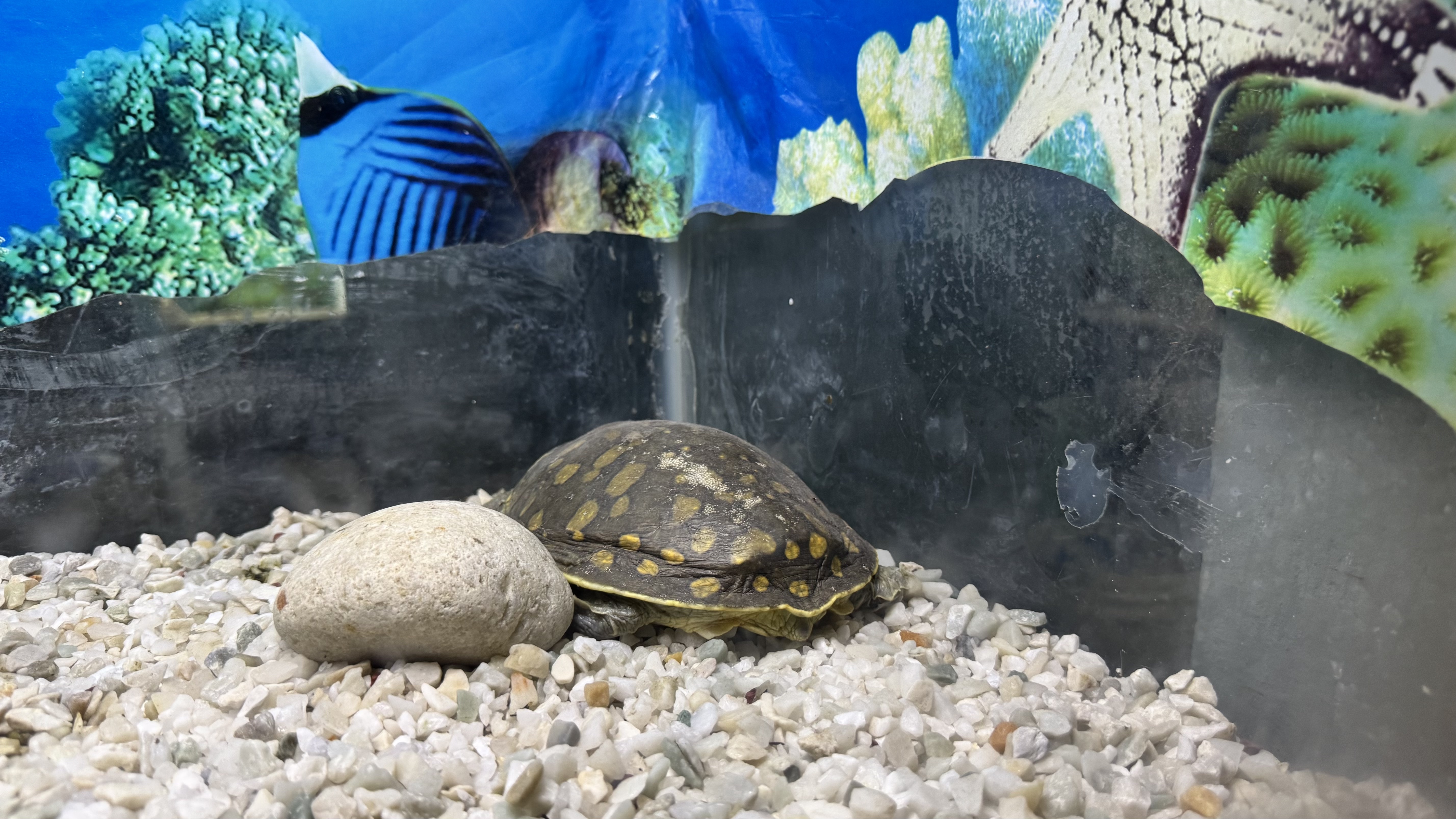 A small turtle with yellow spots resting on gravel beside a smooth rock in an aquarium, with a colorful underwater backdrop.