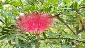 A vibrant pink powder puff flower is blooming among lush green leaves, showcasing its delicate, spiky petals in an outdoor garden setting.
